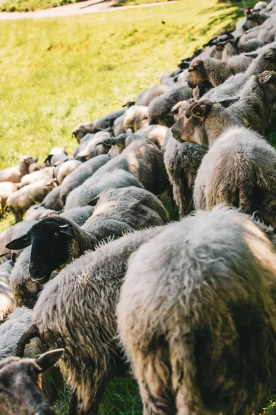 Ett Vertikalt Skott Fårhjord Som Betar Ett Grästäckt Fält Som — Stockfoto