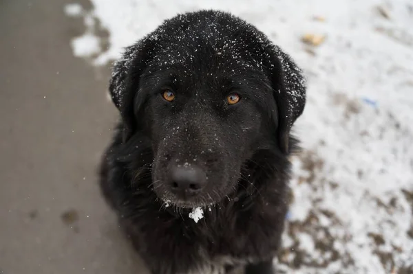 冬のブラックホバート犬の選択的フォーカスショット — ストック写真