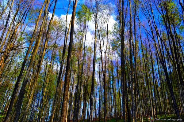白天森林里的高大的绿树 — 图库照片