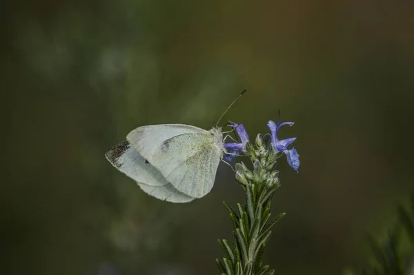 Plan Macro Beau Papillon Blanc Assis Sur Une Fleur Pourpre — Photo