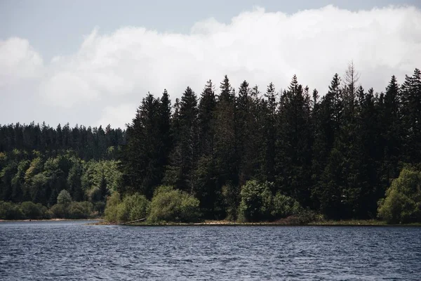 Прекрасний Вид Соснові Дерева Березі Спокійного Спокійного Озера Під Хмарним — стокове фото