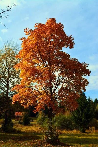 Egy Függőleges Felvétel Egy Magas Fáról Sárga Levelekkel Erdőben Ősszel — Stock Fotó