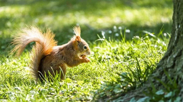 Closeup Shot Squirrel Grass Tree Sunlight — Stock Photo, Image