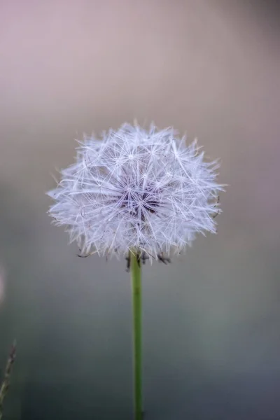 Beyaz Bir Karahindibanın Dikey Odak Noktası — Stok fotoğraf