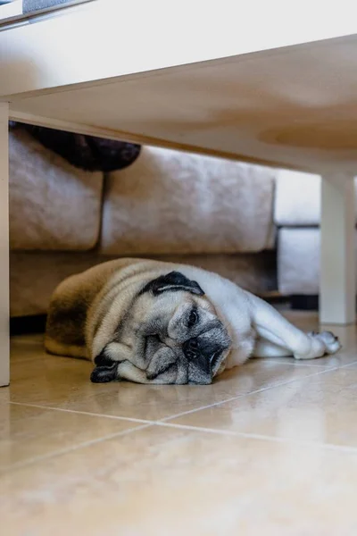 Roztomilý Béžový Pug Ležící Podlaze Pod Stolem — Stock fotografie