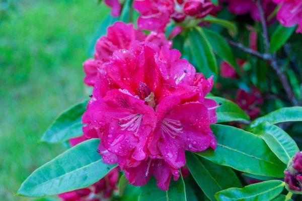 Selektywny Strzał Ostrości Różowych Kwiatów Bougainvillea — Zdjęcie stockowe