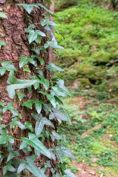 Una Pianta Rampicante Intorno Tronco Albero Nella Foresta — Foto Stock