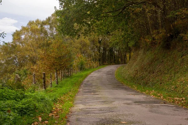 Primo Piano Una Strada Vuota Nella Foresta Verde — Foto Stock