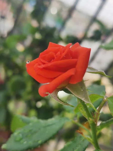 Tiro Seletivo Vertical Foco Uma Flor Rosa Alaranjada Jardim — Fotografia de Stock