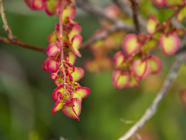 Takken Van Een Bloeiende Boom Voorjaar — Stockfoto