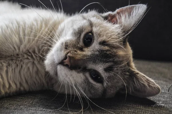 Das Porträt Einer Niedlichen Katze Die Starrt — Stockfoto