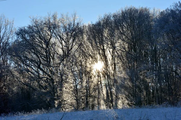 Sol Brilhando Através Das Árvores Cobertas Neve Inverno — Fotografia de Stock