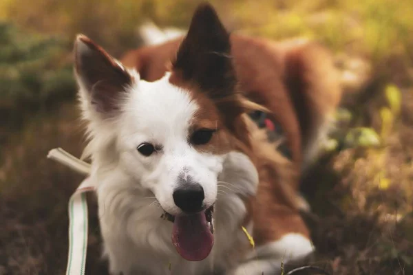 Cute Brown White Welsh Sheepdog Forest — стоковое фото