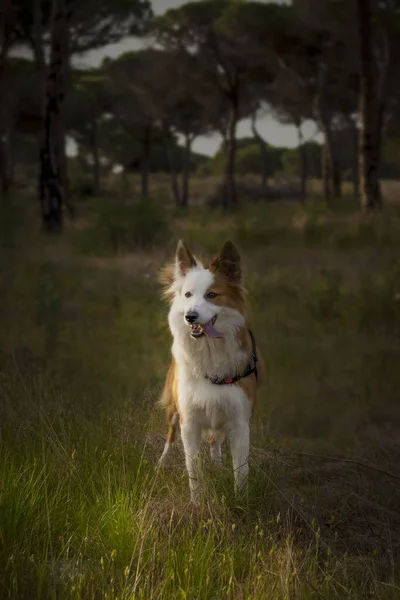 Cão Pastor Galês Marrom Branco Bonito Uma Floresta — Fotografia de Stock