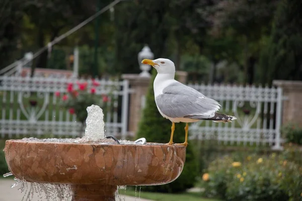 Selective Focus Shot Sitting Western Gull — Stock Photo, Image