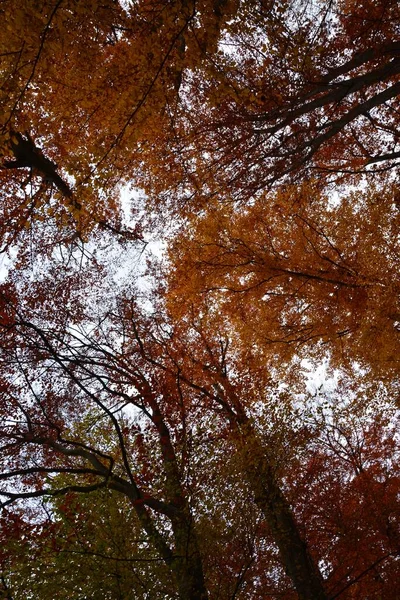 Niski Kąt Strzał Pomarańczowych Drzew Lesie Jesienią — Zdjęcie stockowe