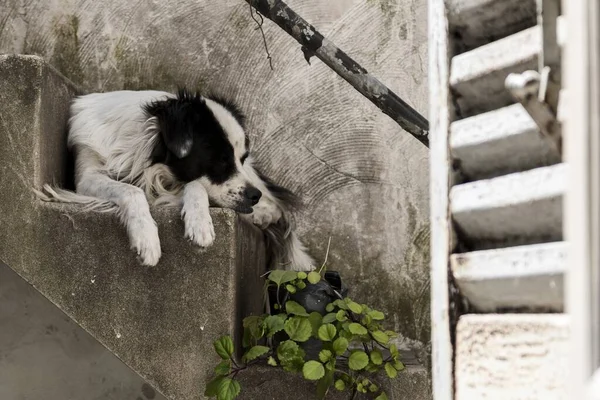 Чорно Білий Собака Лежить Кам Яних Сходах — стокове фото