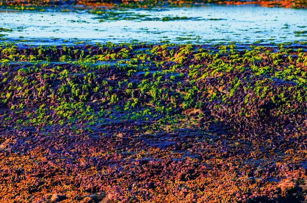 Formações Rochosas Musgosas Costa Mar — Fotografia de Stock