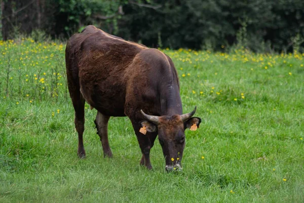 Primer Plano Una Vaca Marrón Comiendo Hierba Con Árboles Fondo —  Fotos de Stock