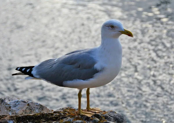 Tiro Seletivo Foco Uma Gaivota Glaucous Praia — Fotografia de Stock