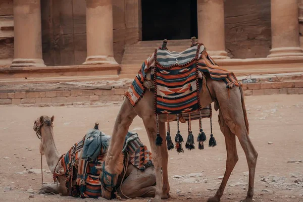 Верблюды Перед Исторической Петрой Вади Иордании — стоковое фото