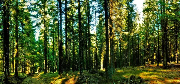 Een Prachtig Panoramisch Shot Van Hoge Bomen Het Bos Onder — Stockfoto