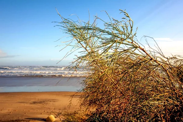 Vista Del Cabo Mar Playa Arena Enfoque Selectivo Plantas Lengüeta — Foto de Stock