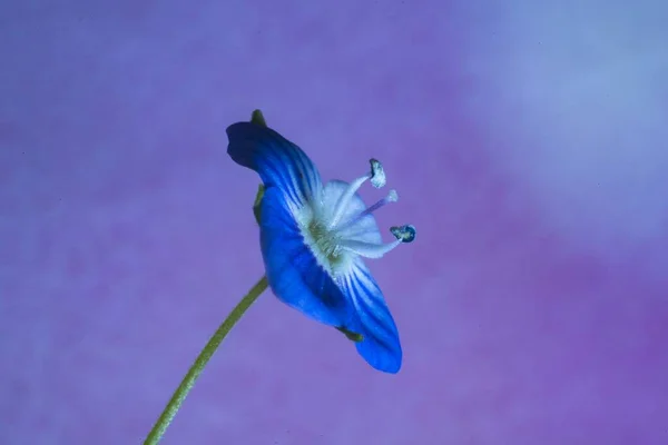 Blauwe Bloem Geïsoleerd Een Paarse Achtergrond — Stockfoto