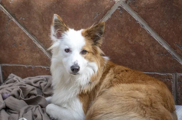 Closeup Shot Cute Welsh Sheepdog Lying Room — Stock Photo, Image