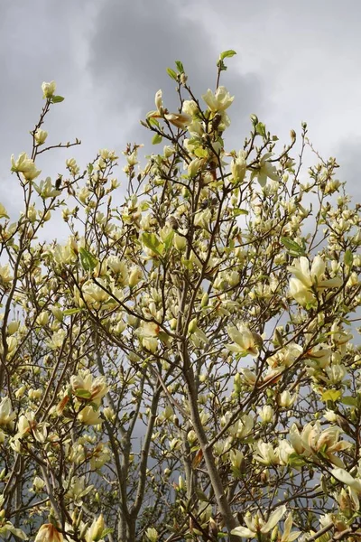 Magnifique Magnolia Dans Jardin Pendant Journée — Photo