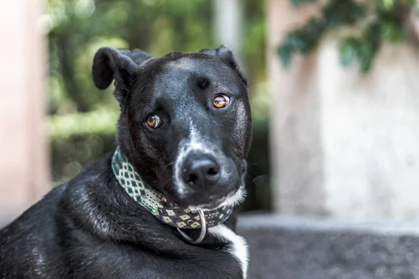 Une Mise Point Sélective Chien Labrador Retriever Noir — Photo