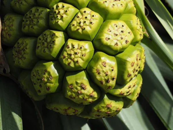 Die Noni Oder Morinda Citrifolia Frucht Mit Grünen Blättern — Stockfoto