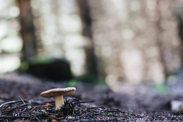 背景が自然にぼやけている森の中の白いキノコの選択的な焦点ショット — ストック写真
