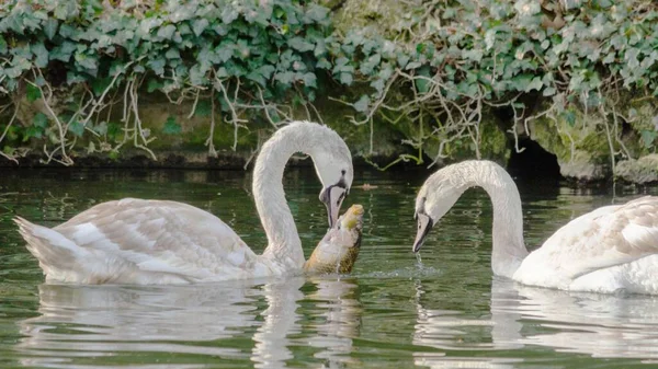 Mesmerizing Shot Elegant Swans Lake — Stock Photo, Image
