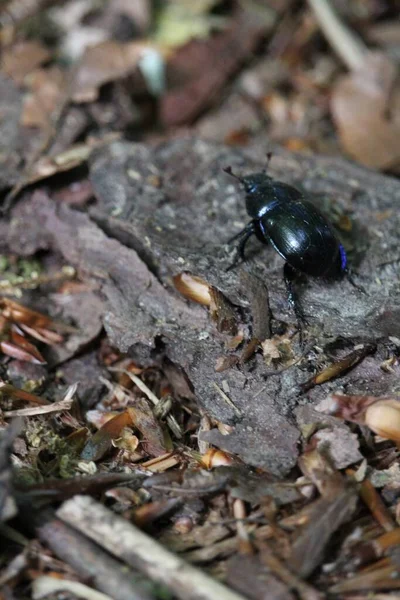 Escarabajo Negro Suelo Bosque — Foto de Stock