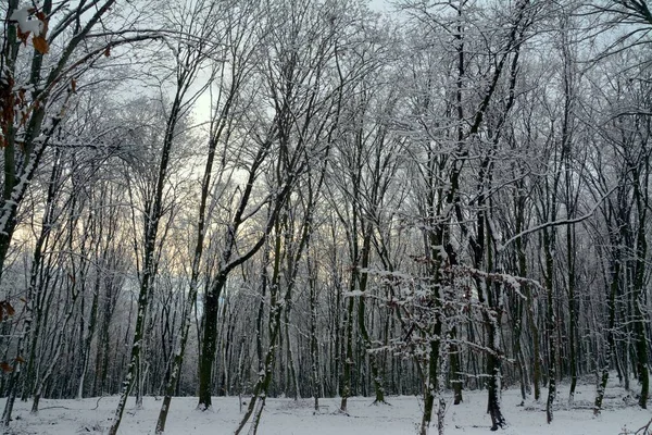 Een Lage Hoek Shot Van Bevroren Boom Takken Onder Een — Stockfoto