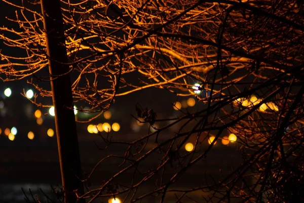 Closeup Shot Tree Branches City Lights Background Night — Stock Photo, Image