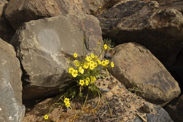 Zbliżenie Ujęcia Żółtego Kwiatu Rosnącego Między Skałami — Zdjęcie stockowe
