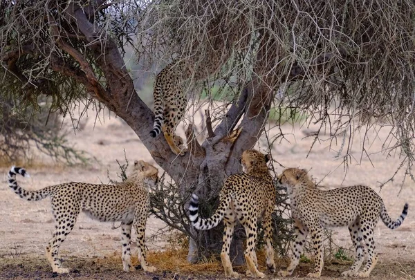 Skupina Gepardů Stojící Pod Suchým Stromem — Stock fotografie