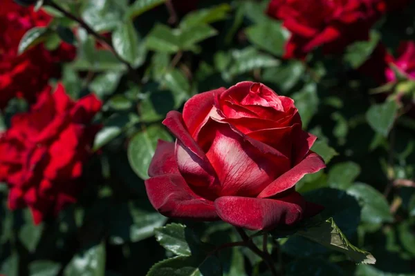 Enfoque Selectivo Una Rosa Roja Floreciendo Bajo Luz Del Sol — Foto de Stock