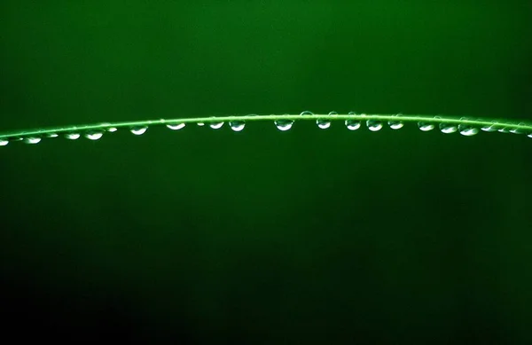 Primer Plano Cable Verde Con Gotas Agua Aisladas Sobre Fondo — Foto de Stock