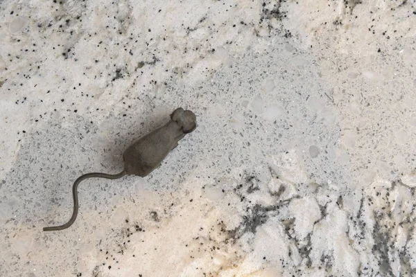 Een Metalen Standbeeld Van Een Rat Marmeren Tafel — Stockfoto