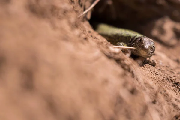 Lézard Sort Son Nid — Photo