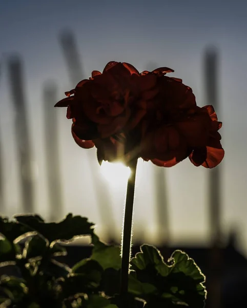 Червона Квітка Проти Неба Під Час Заходу Сонця — стокове фото