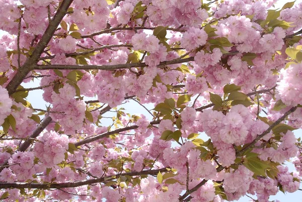 Een Lage Hoek Opname Van Prachtige Roze Cherry Kanzan Bloemen — Stockfoto