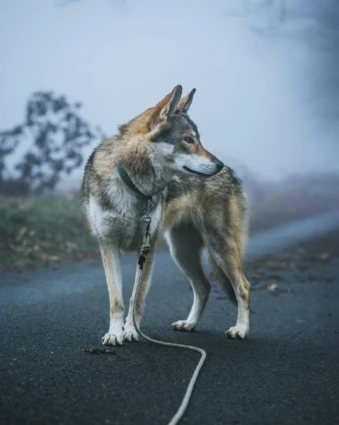Digoin フランス 2020年5月7日 道路上の霧のオオカミ犬 — ストック写真