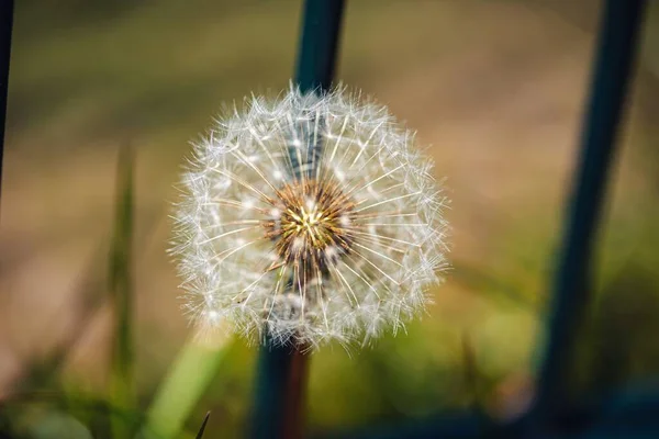 Selective Focus Shot Beautiful Dandelion Green Plants Garden — Stock Photo, Image