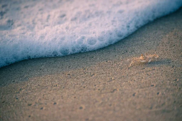 Zbliżenie Ujęcia Białego Kraba Piaszczystej Plaży — Zdjęcie stockowe