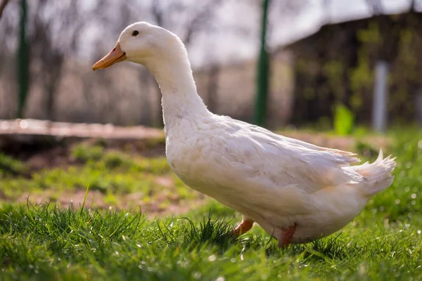 Une Mise Point Sélective Canard Blanc Bec Jaune Marchant Sur — Photo