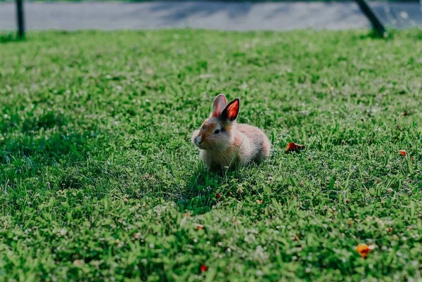 昼間は緑の芝生の上で可愛いウサギ — ストック写真